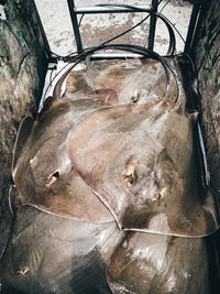 Close-up of fish for sale