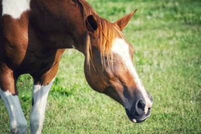 Horse standing in a field