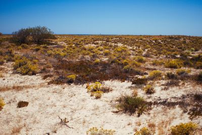 Plants growing in desert against clear sky