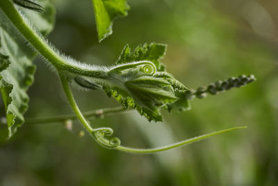 Close-up of insect on leaf