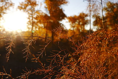 Close-up of plant against blurred background