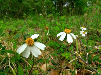 Close-up of white flowers blooming outdoors