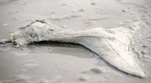 Close-up of plant on shore