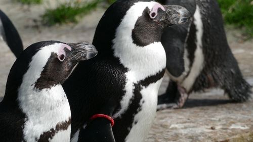An african penguin looking away 