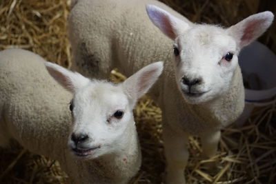 Close-up portrait of sheep