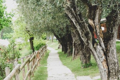 Footpath amidst trees in park