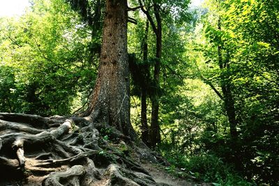 Trees in forest