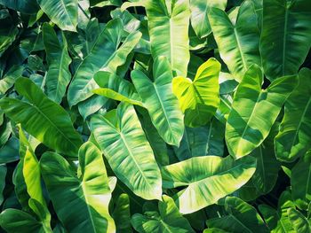 Full frame shot of leaves