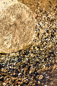 Close-up of pebbles on rock