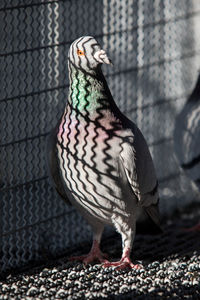 Close-up of bird