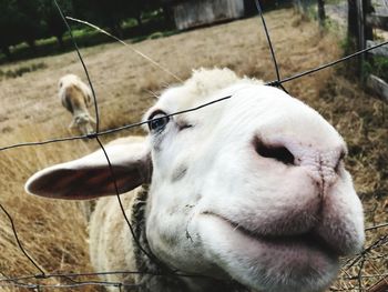 Close-up of a sheep on field