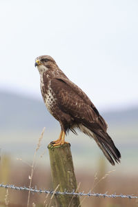 Close-up of bird perching on wooden post