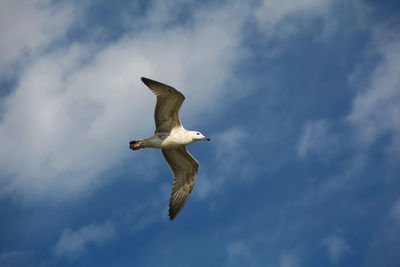 Low angle view of seagull flying