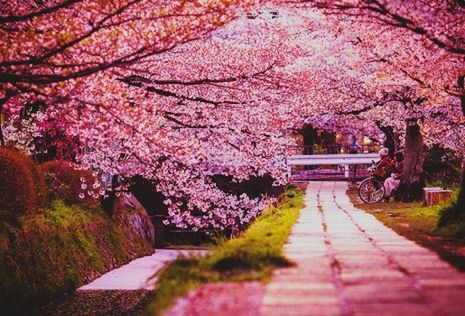 flower, tree, freshness, pink color, growth, beauty in nature, blossom, fragility, the way forward, cherry blossom, nature, branch, park - man made space, cherry tree, in bloom, springtime, blooming, petal, pink, footpath