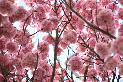 Low angle view of cherry blossom