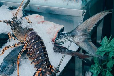 Close-up of fish and lobster