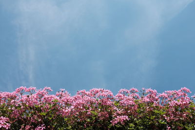 Low angle view of pink flowers