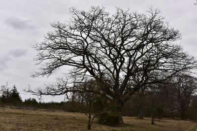 Bare tree on field against sky