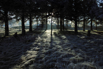 Scenic view of trees on grassy landscape