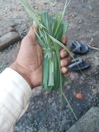 High angle view of person holding leaf