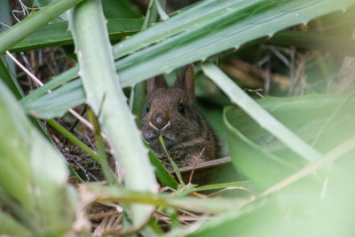 Close-up of squirrel