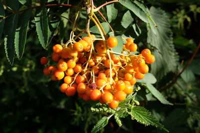 Close-up of orange berries growing on tree