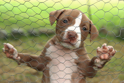 Portrait of cat by fence