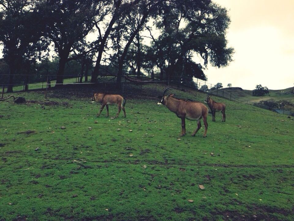 animal themes, domestic animals, grass, horse, mammal, field, livestock, tree, grazing, grassy, landscape, herbivorous, standing, nature, sky, green color, tranquility, full length, pasture, tranquil scene