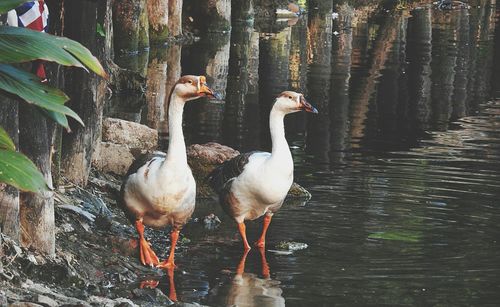 Ducks in lake