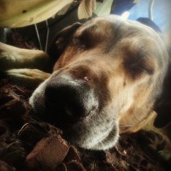 Close-up of dog resting