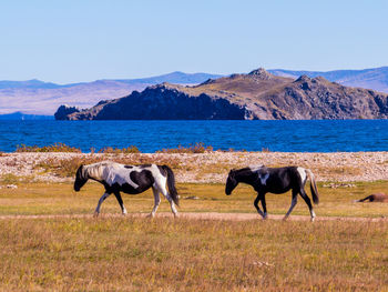 Horses in the mountains