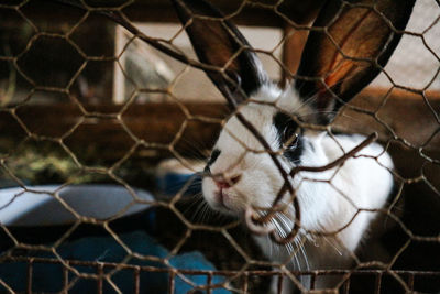 Close-up of horse in cage