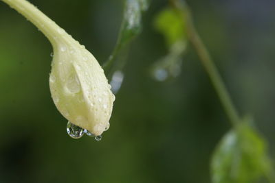 Close-up of raindrops on leaf