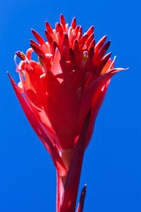 Close-up of red flower against blue sky