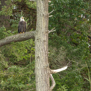 View of bird perching on tree in forest