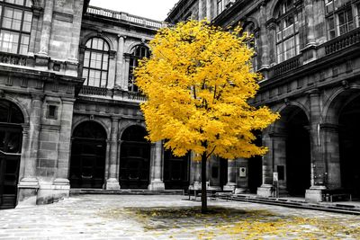 Yellow flowers in a row