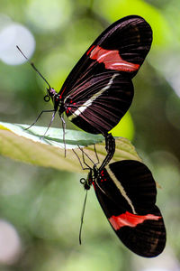 Close-up of butterfly perching on red leaf