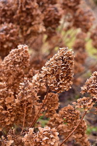 Close-up of wilted flower on field