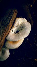 Close-up of mushrooms