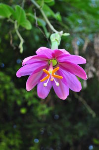 Close-up of pink flower blooming outdoors