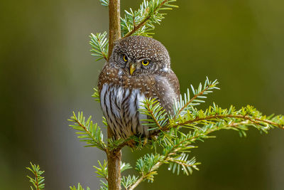 Close-up of owl perching on tree