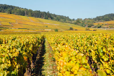 Scenic view of vineyards in autumn against sky. . scenic view of agricultural field against sky. 