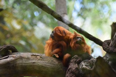 Low angle view of monkey on tree