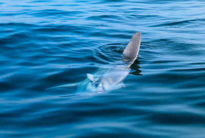 View of fish swimming in sea