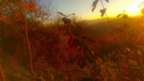 Plants growing on field at sunset