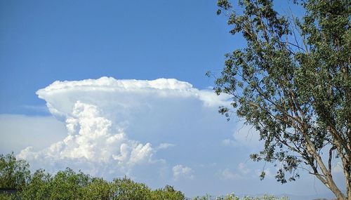 Low angle view of trees against sky