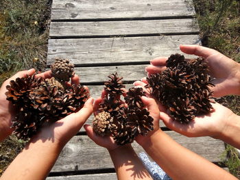 Cropped hands of people holding pine cones on land