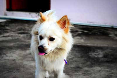 Close-up of a dog looking away tongue out