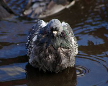 Close-up of duck swimming in lake