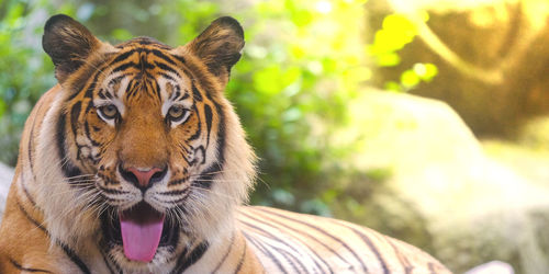 Portrait of cat in zoo